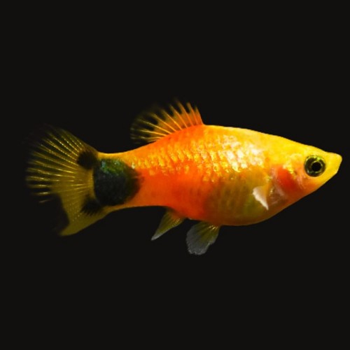 Xiphophorus maculatus - Platy Sunset Mickey Mouse
